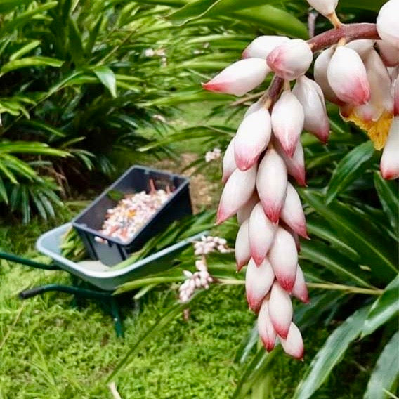 GE RIMÈD RAZIÉ 🪴👩🏽🌾🥣