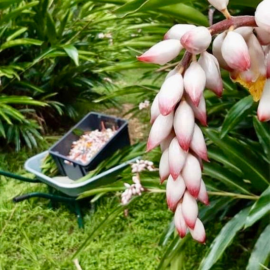 GE RIMÈD RAZIÉ 🪴👩🏽🌾🥣